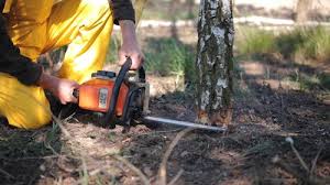 How Our Tree Care Process Works  in Willowbrook, IL